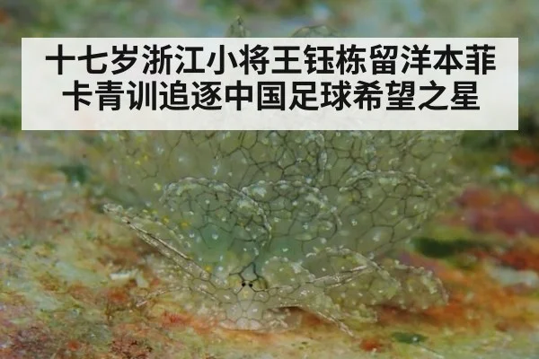 十七岁浙江小将王钰栋留洋本菲卡青训追逐中国足球希望之星